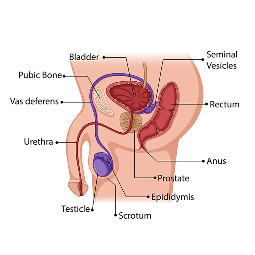 Premature ejaculation treatment options in Turkey